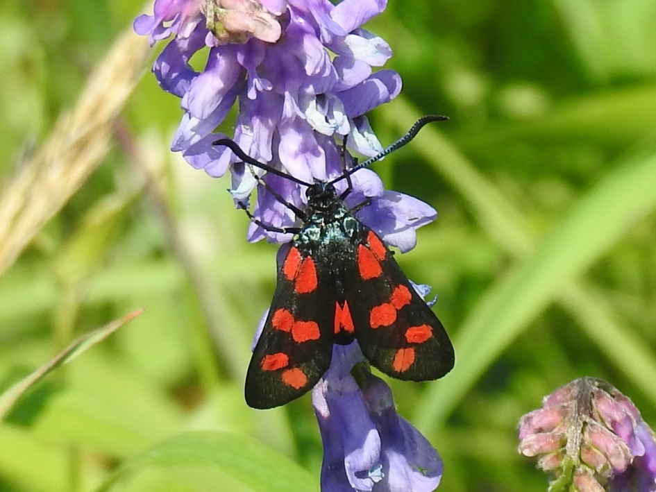 St Jansvlinder - Geleedpotigen - St Jans vlinder
