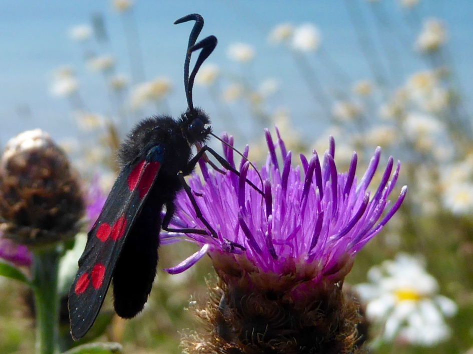 St. jansvlinder aan de kust - Geleedpotigen - St. Jansvlinder of bloeddropje