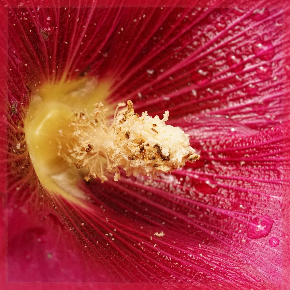 Stamper van stokroos - Planten - Stokroos