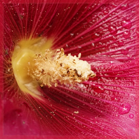 Stamper van stokroos