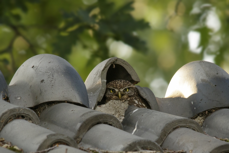 Steenuil op de uitkijk! - Vogels - 