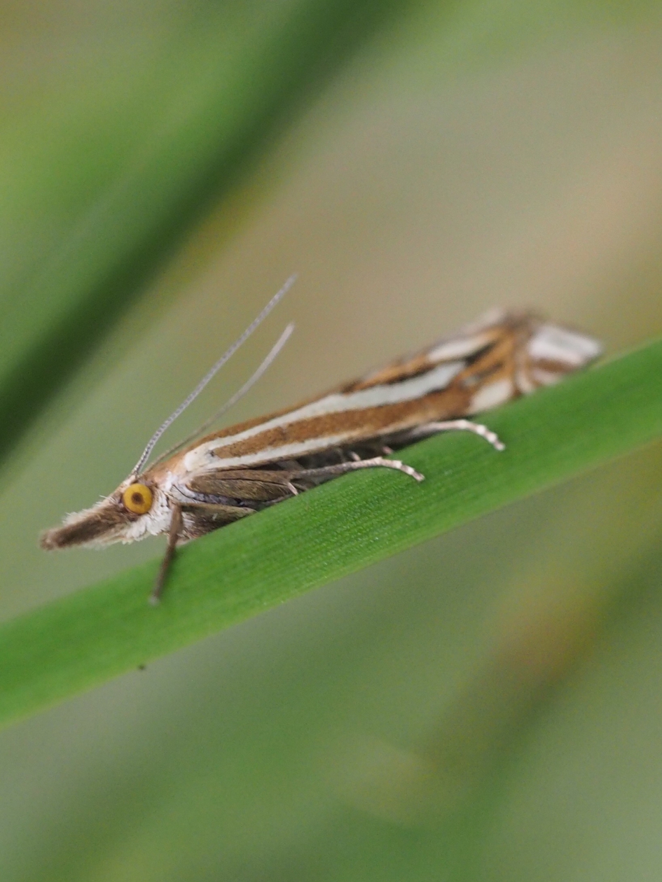 Streepjes grasmot - Geleedpotigen - Streepjes grasmot