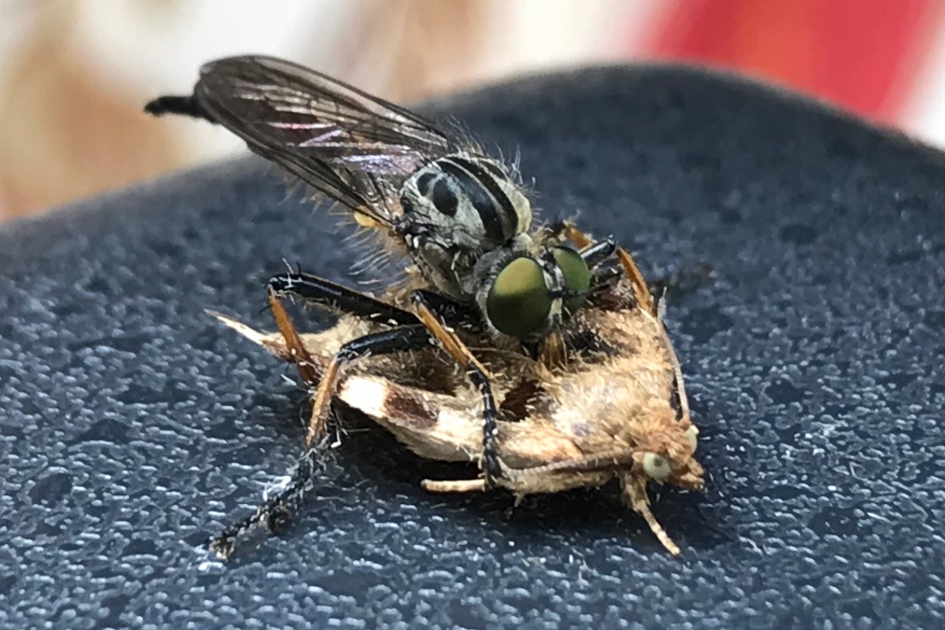 Strijd om leven of dood? - Geleedpotigen - ?