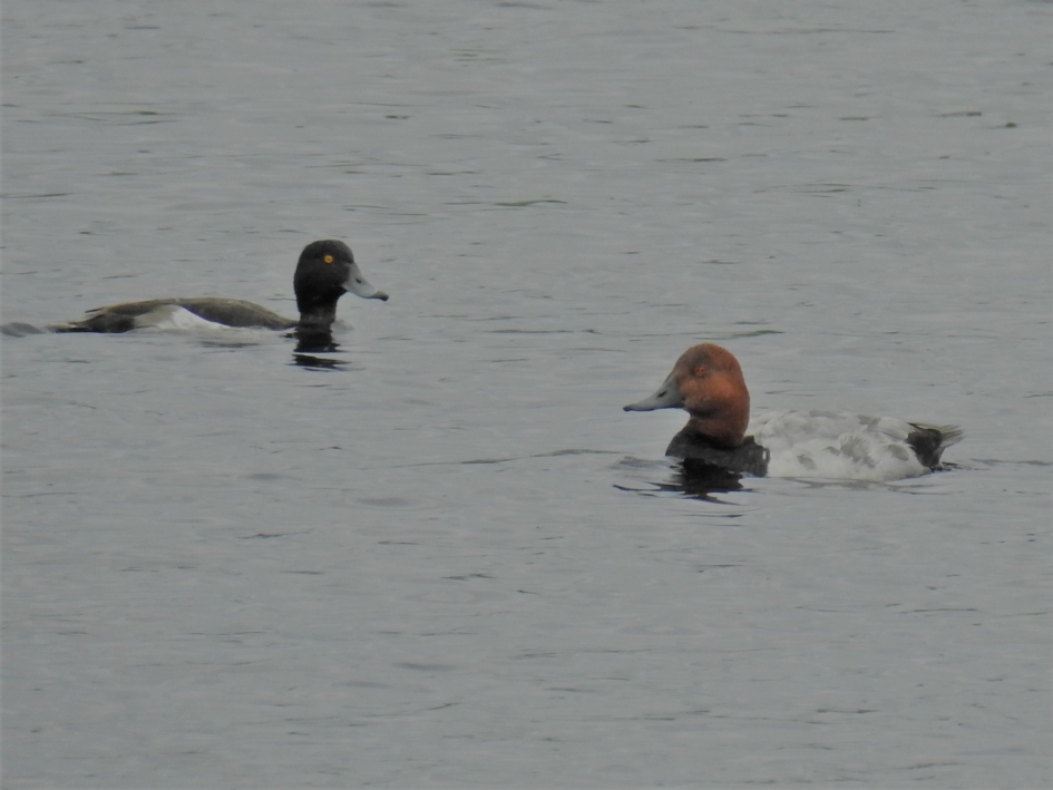 Tafeleend man en kuifeend man - Vogels - Tafeleend en kuifeend
