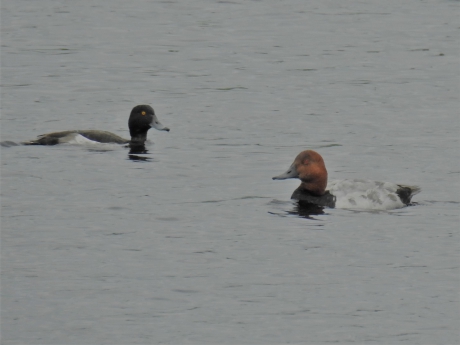Tafeleend man en kuifeend man