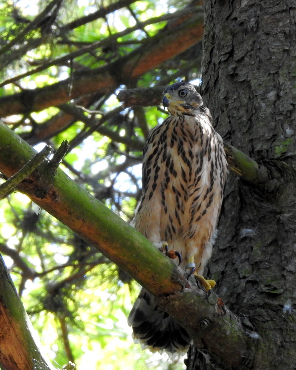 Takkeling - Vogels - Havik