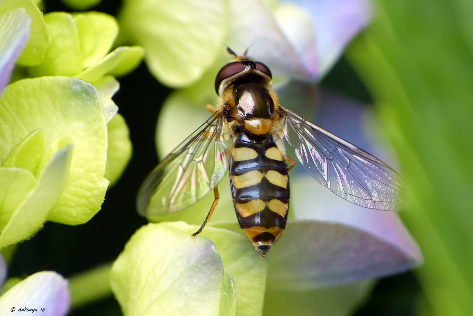 Terrasjeskommazwever (2) - Geleedpotigen - Terrasjeskommazwever