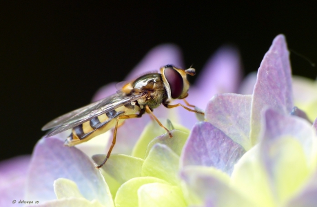 Terrasjeskommazwever