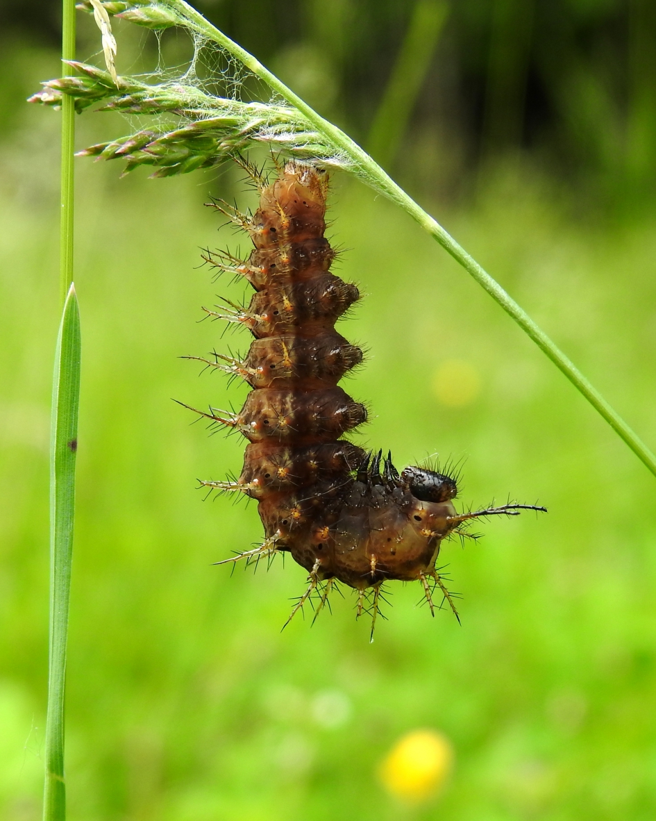 Tijd voor verandering - Geleedpotigen - 