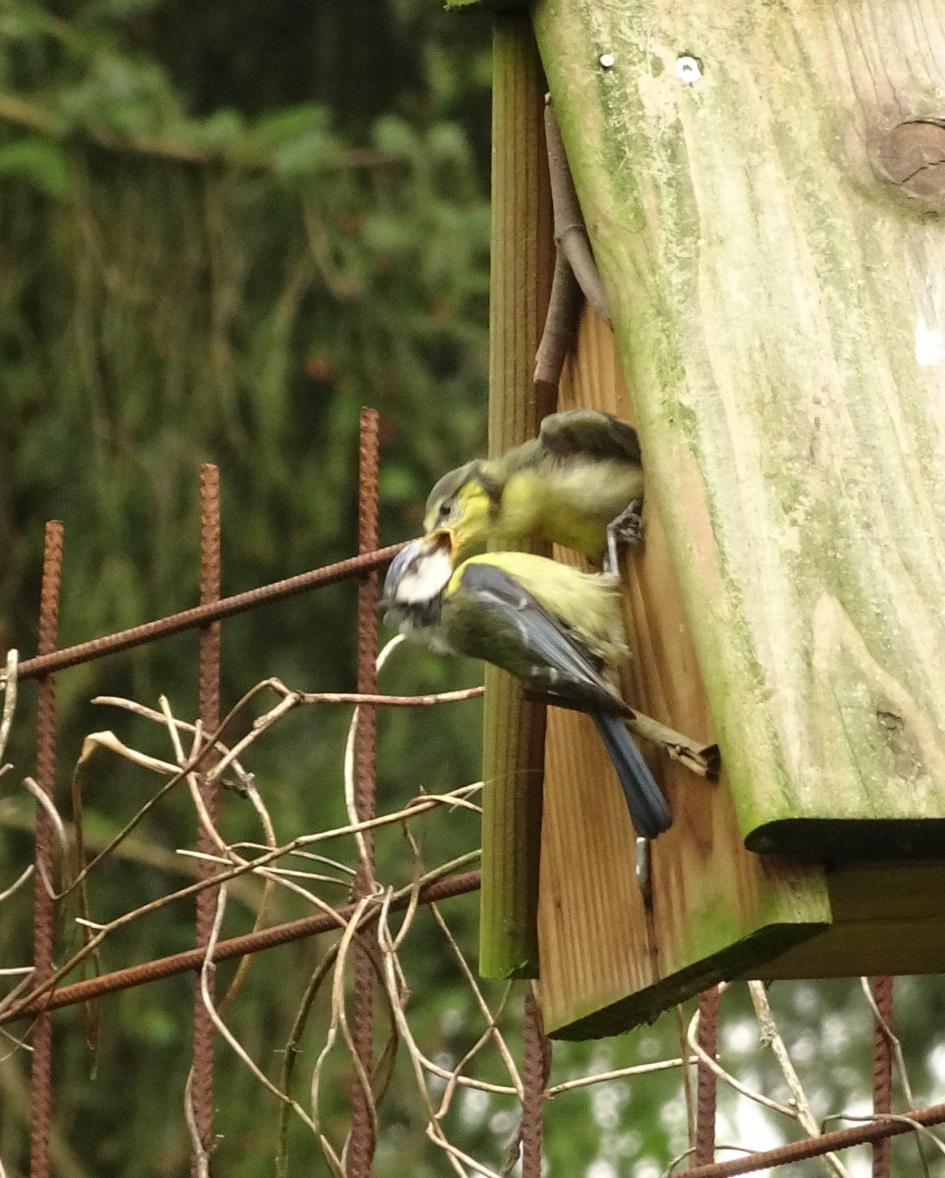 'Uit de kast komen' - Vogels - Pimpelmees.