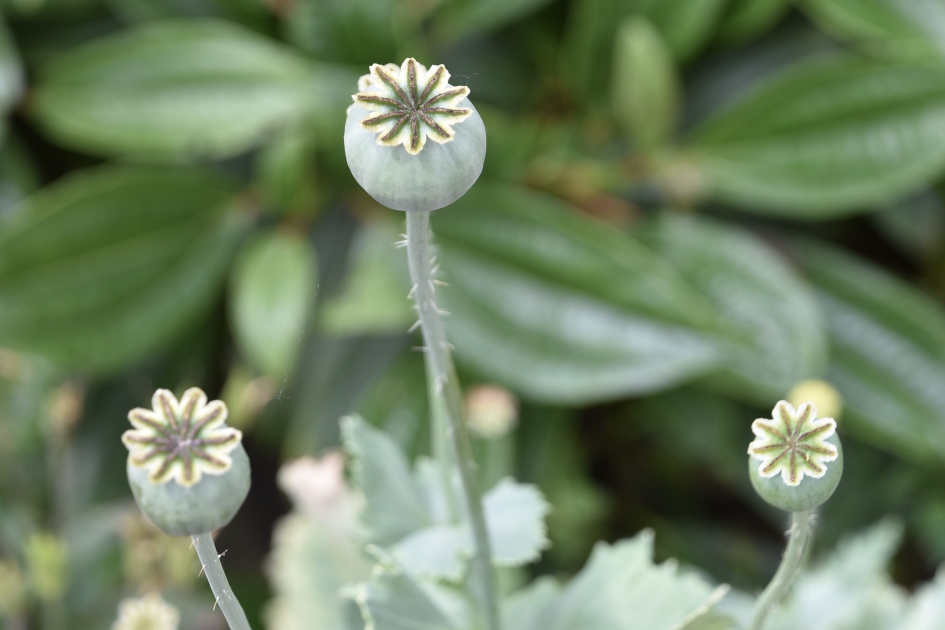 Uitgebloeid - Planten - 