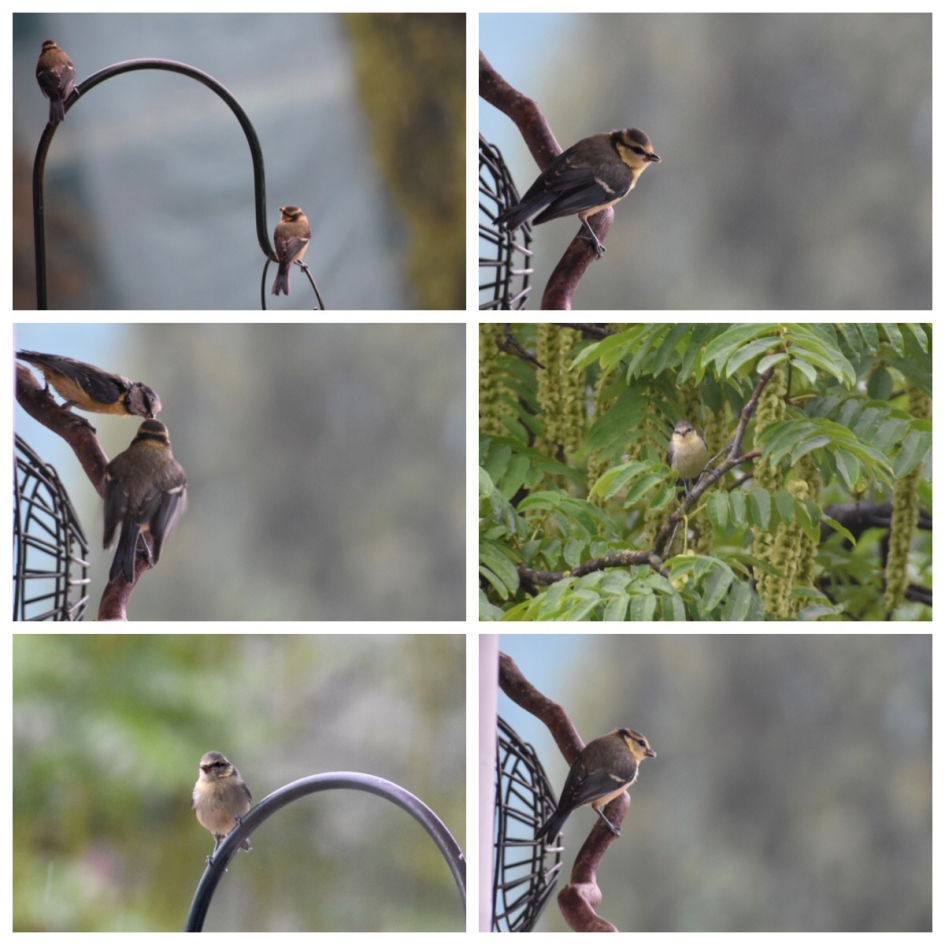 Uitgevlogen - Vogels - 