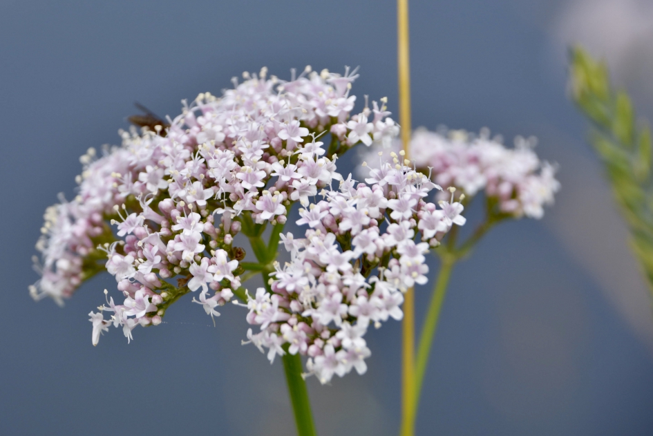 Valeriaan - Planten - 