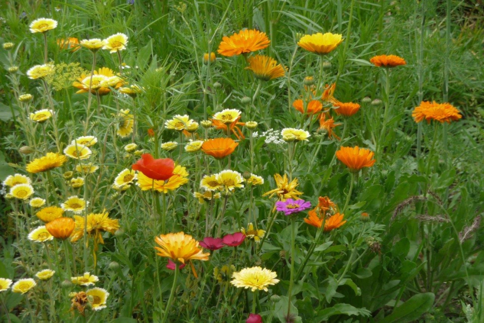 Van alles wat - Planten - 