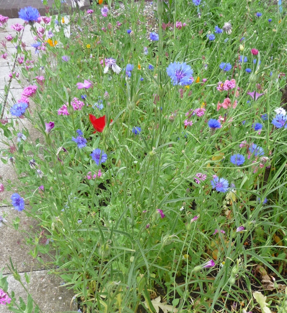 Van alles wat... - Planten - 