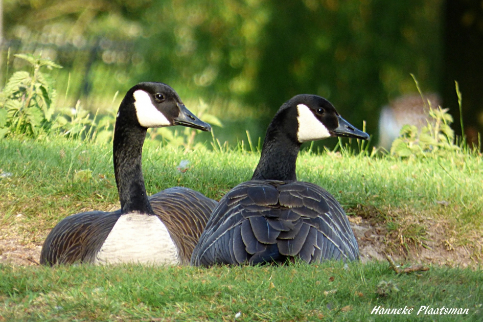 Van voren en van achteren gezellig bij elkaar. - Vogels - Canadese gans