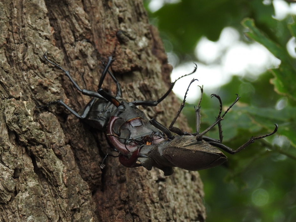 Vechtende mannetjes van het Vliegend Hert 2 - Geleedpotigen - Vliegend Hert
