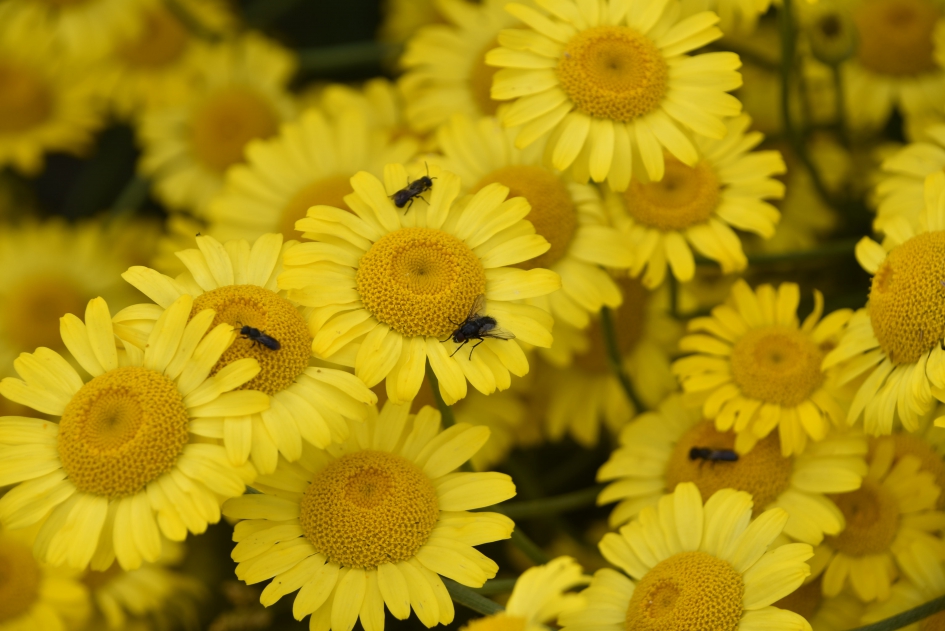Veel bezoek op de .... - Planten - 