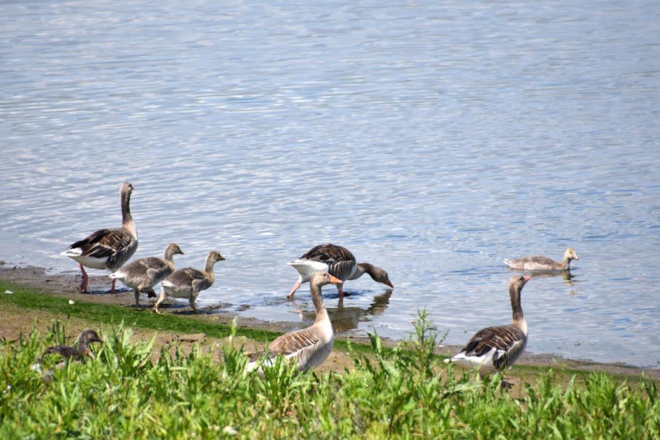 Veel ganzen - Vogels - 