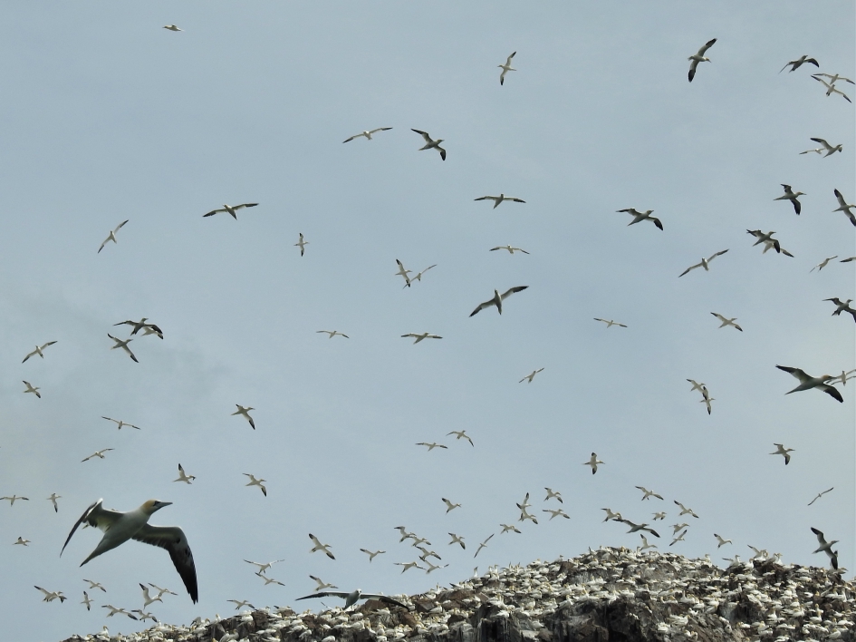 Veel Jan van Genten boven Bass Rock - Vogels - Jan van Gent