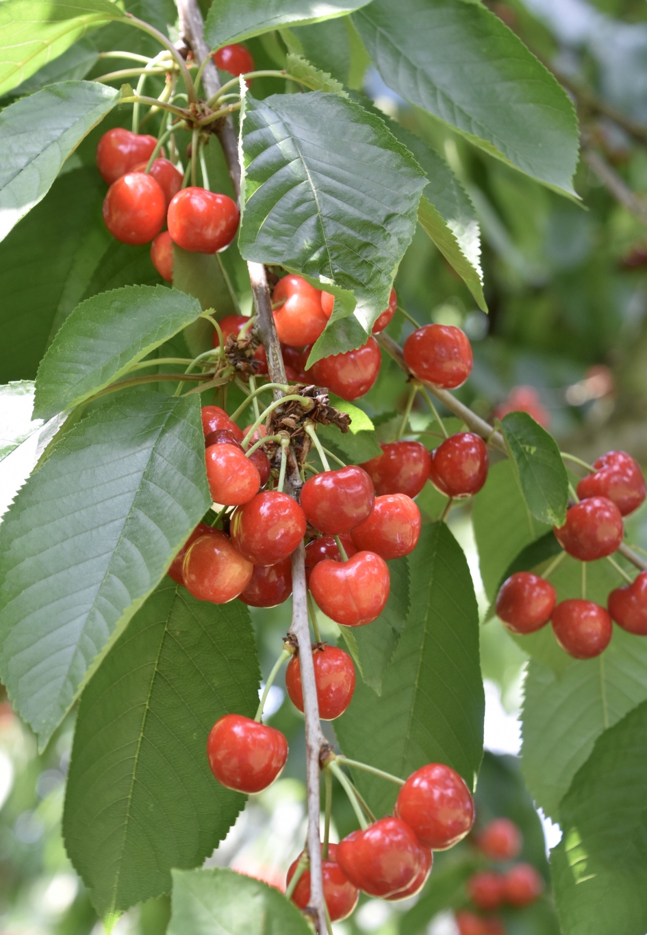 Veel kersen - Planten - 