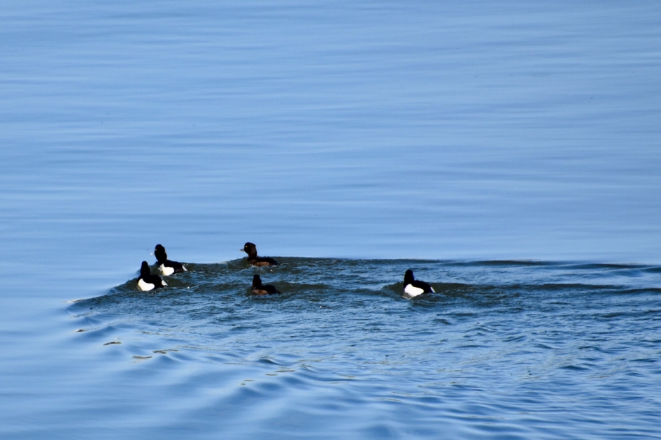 veel watervogels - Vogels - 