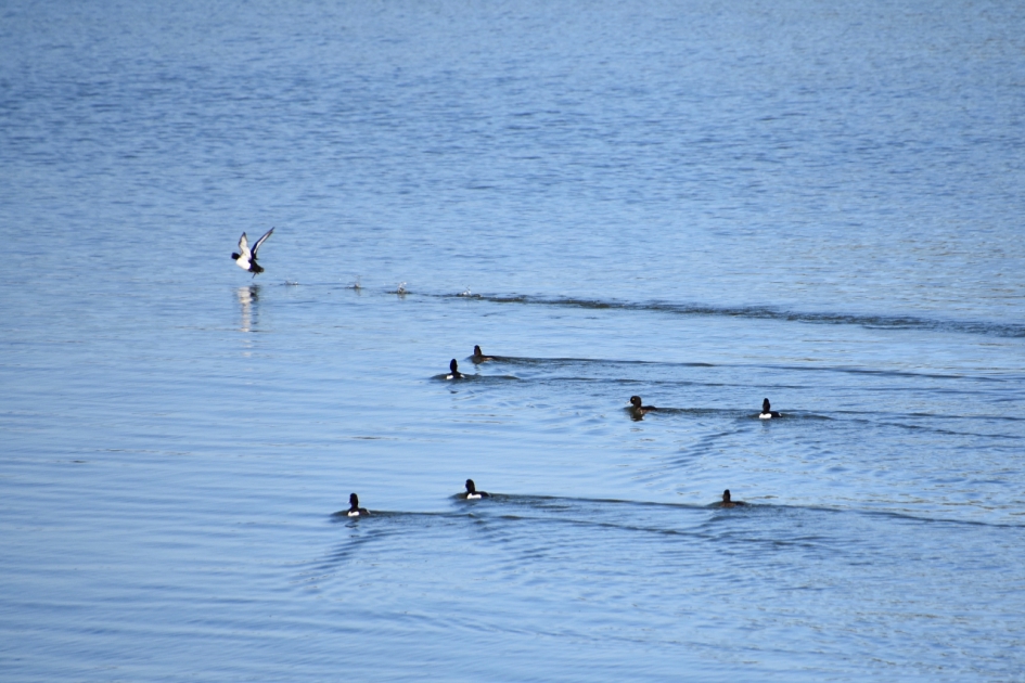 Veel watervogels - Vogels - 