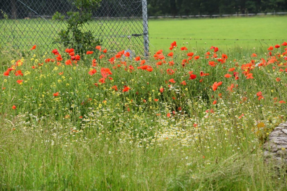 Veld klaprozen - Planten - 