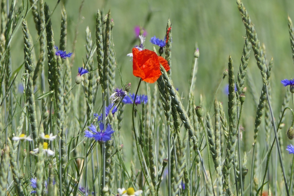 Veldboeket - Planten - Bloemen