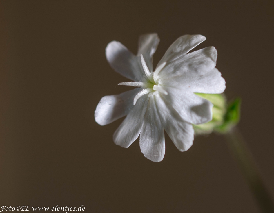 veldfoto - Planten - 