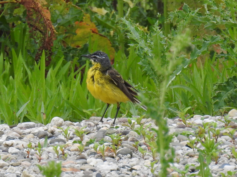 Verfomfaaide Gele Kwikstaart - Vogels - Gele kwikstaart