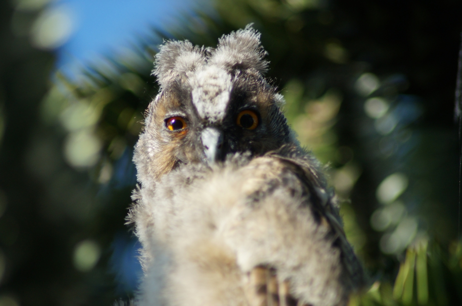 Vertrouwen - Vogels - Ransuil