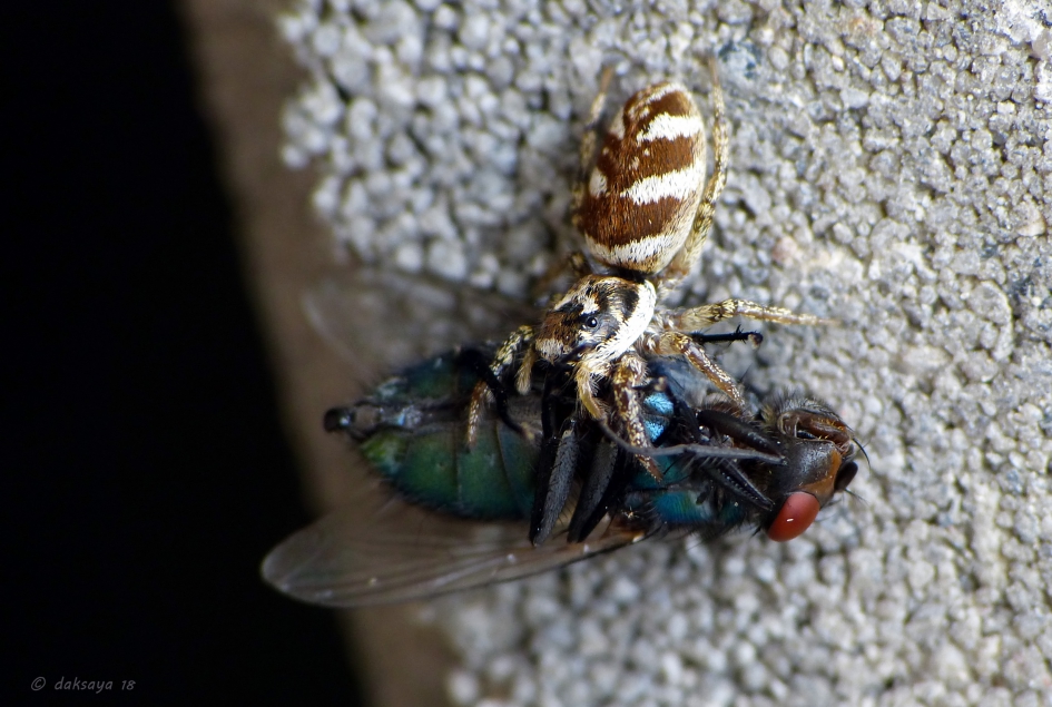 Vette hap - Geleedpotigen - 