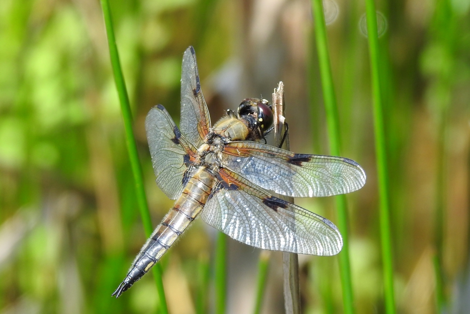 Viervlek - Geleedpotigen - Viervlek