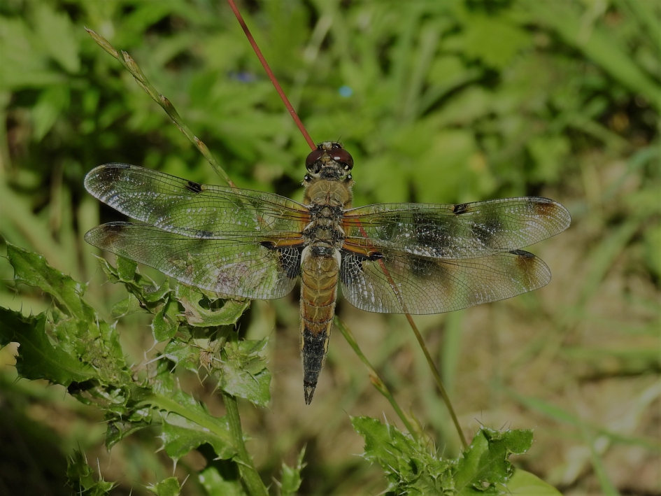 Viervleklibelle - Geleedpotigen - Viervleklibelle