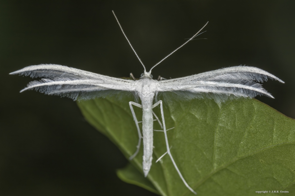 Vijfvingerige vedermot - Geleedpotigen - Vijfvingerige vedermot