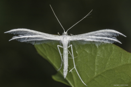 Vijfvingerige vedermot