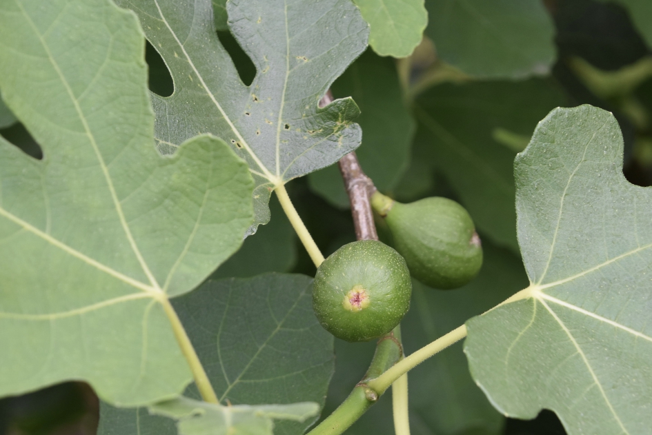 Vijgen - Planten - 
