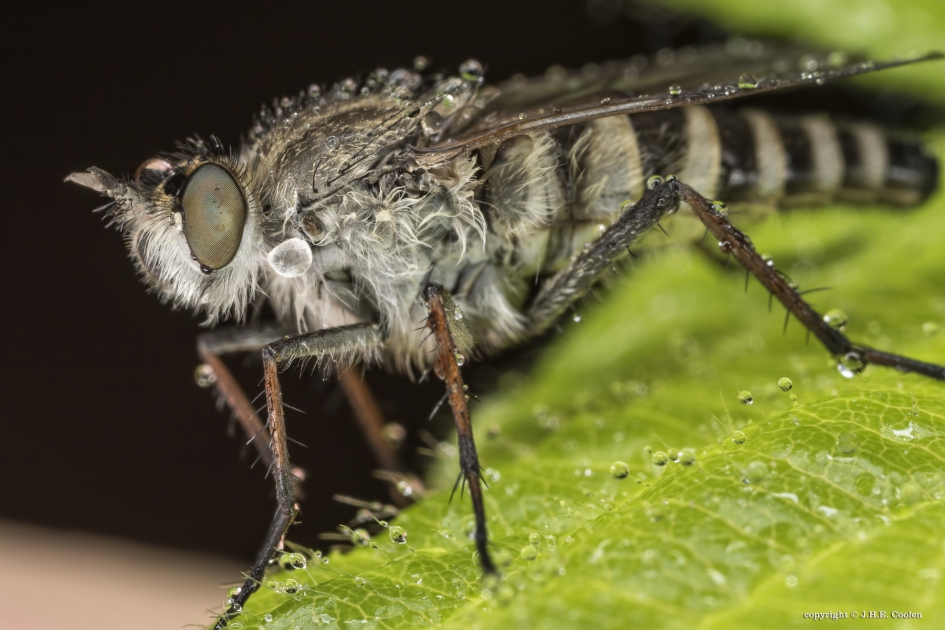 Viltvlieg - Geleedpotigen - Viltvlieg