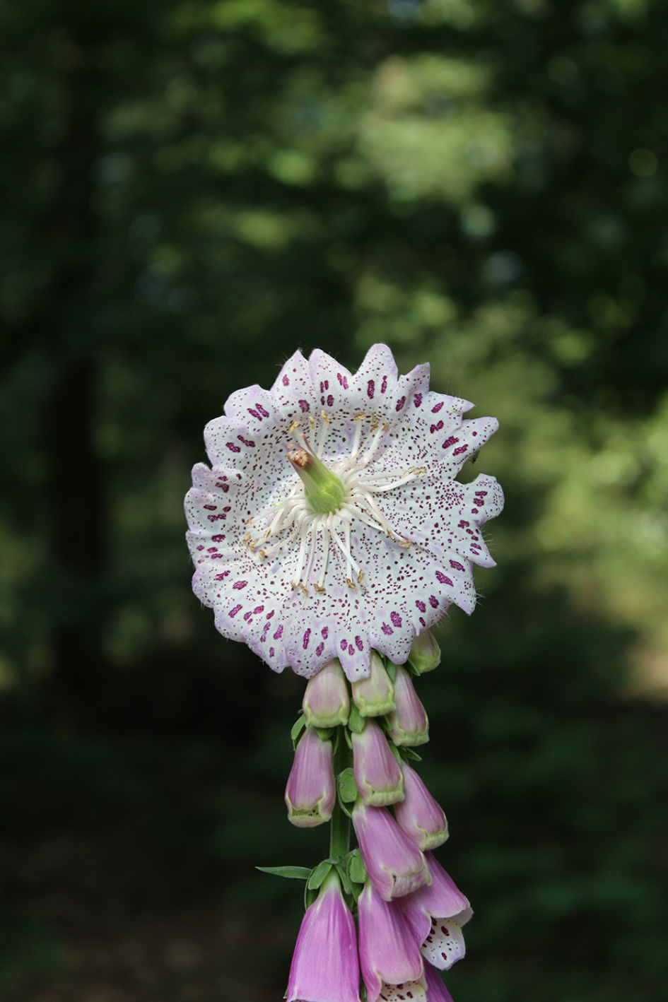 Vingerhoedskruid - Planten - Vingerhoedskruid