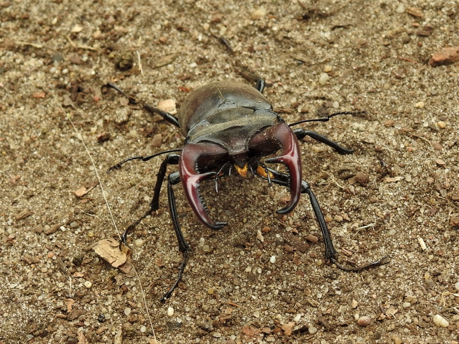 Vliegend hert vooraanzicht - Geleedpotigen - Vliegend Hert