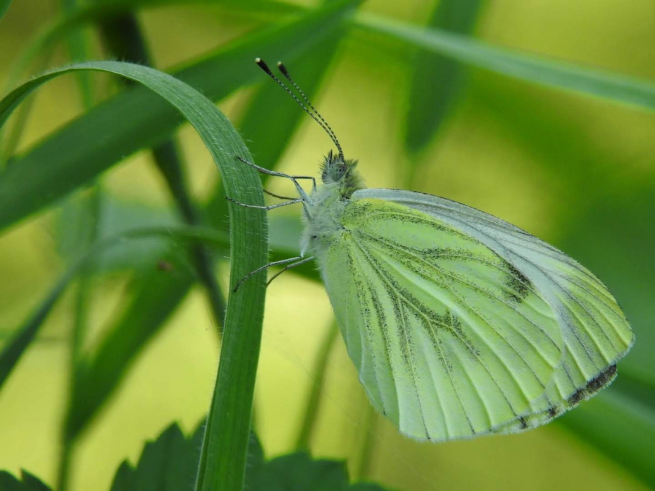 Vlinder - Geleedpotigen - Koolwitje