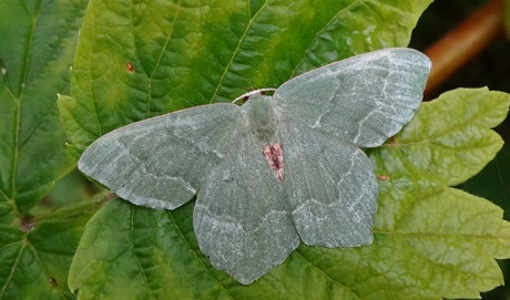 Vlinder op de framboos