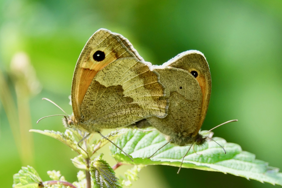 Vlinderstrikje - Geleedpotigen - Bruin zandoogje