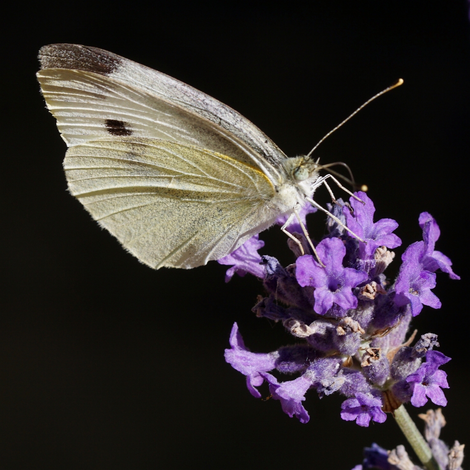 Vlindertijd! (3) - Geleedpotigen - 