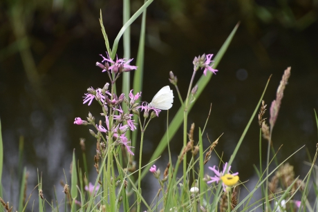 Vlindertjes op de koekoeksbloemen