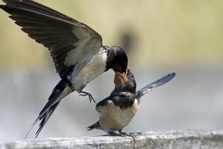 Voer verspillen, daar doen we niet aan...