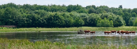 (Vogel?) Kijkscherm Mosbulten