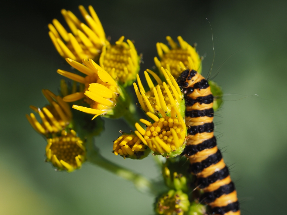 Volop aanwezig - Geleedpotigen - Rups sint jacobsvlinder