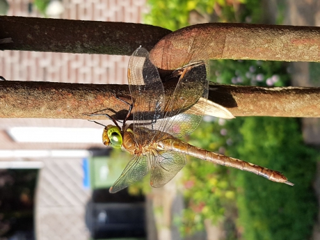 Vroege glazenmaker Libelle op 4 juni 2018 Rotterdam